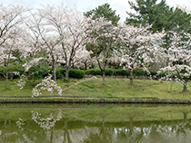 伊丹市緑ヶ丘公園の桜の木2