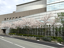 いたみホール（伊丹市立文化会館）と桜