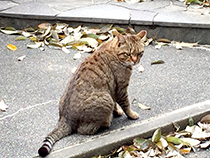 伊丹市緑ヶ丘公園の出会った猫
