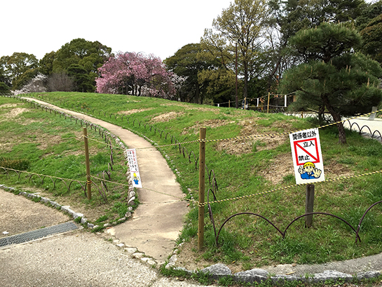 現在の梅林だった場所。中に入ることさえできない。伐採され何もない。