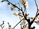 在りし日の緑ヶ丘公園の梅林の梅の花の一つ