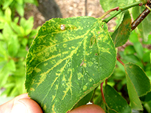 プラムポックスウィルスにおかされた木の葉