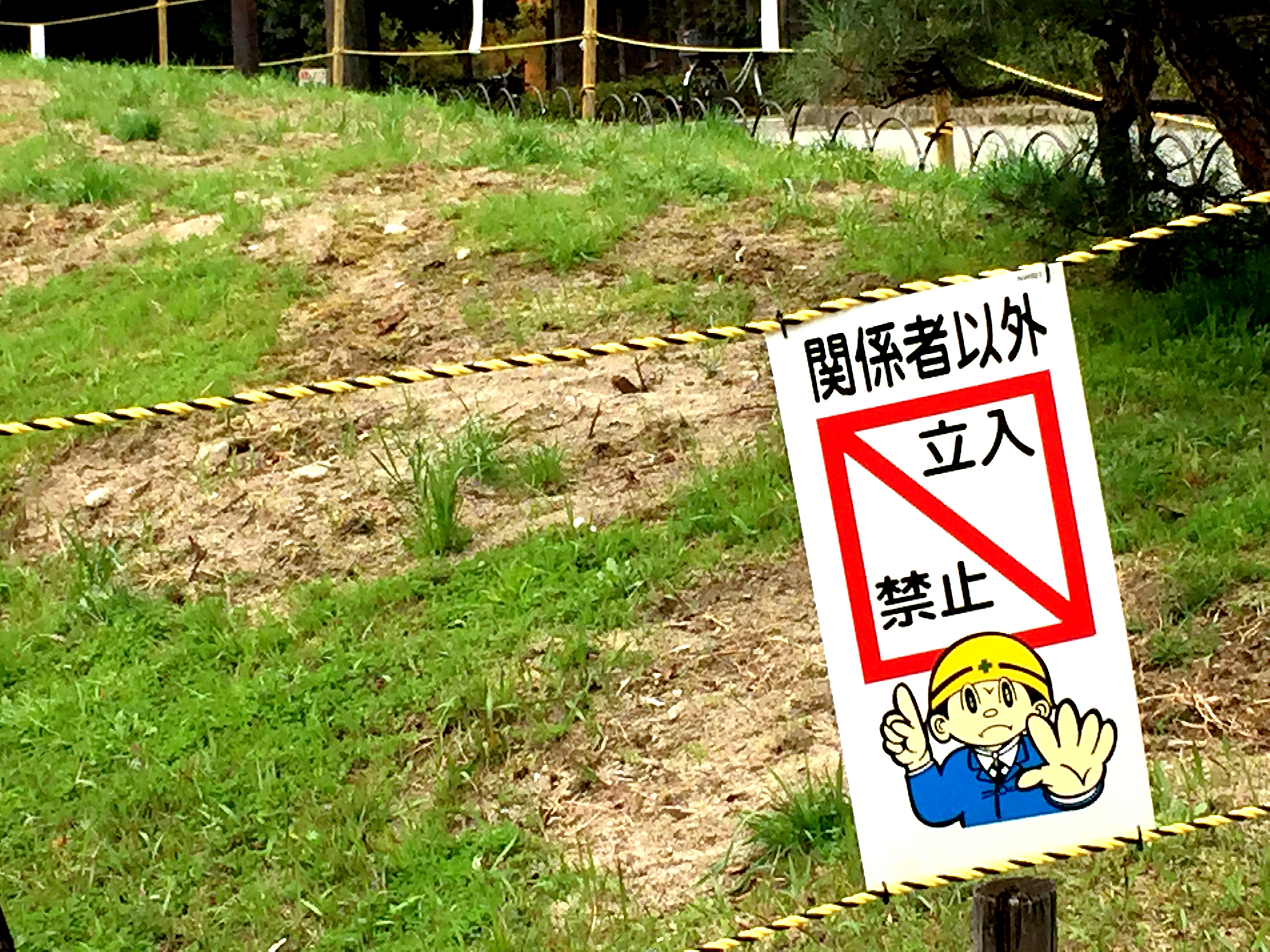 梅の木が伐採された後の様子。ロープで囲われ立ち入り禁止の札が。