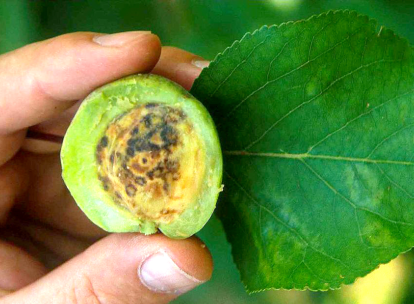 プラムポックスウィルスにおかされた梅の実
