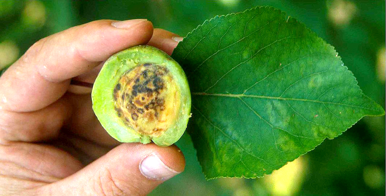 プラムポックスウィルスにおかされた梅の実