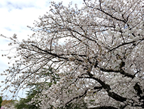 伊丹市緑ヶ丘公園の桜の木